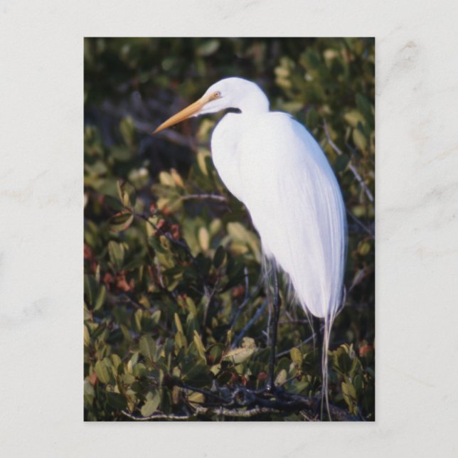 White Heron Postcard (Front)