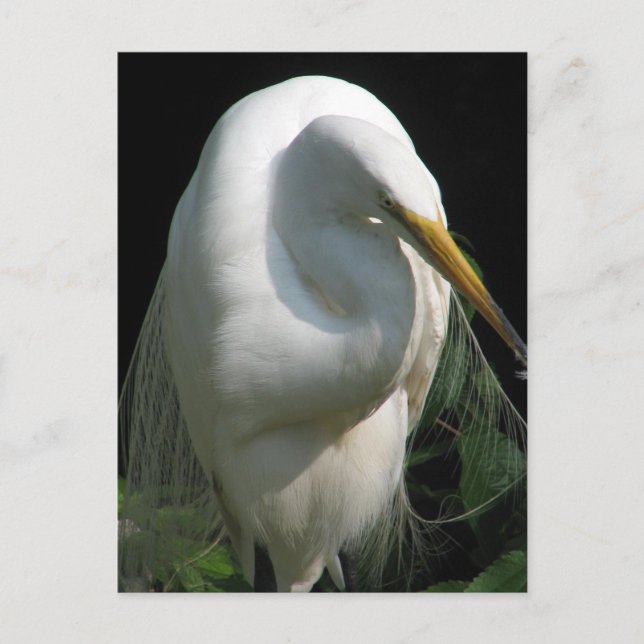White Heron Postcard (Front)
