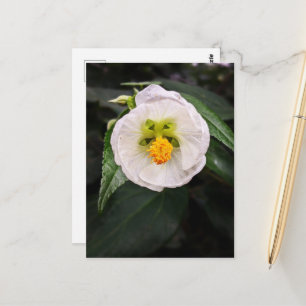 White Hibiscus - Be Unique Wishes Postcard