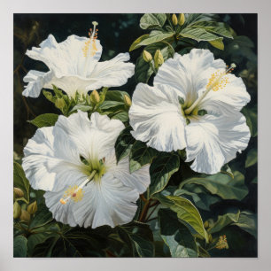 White Hibiscus Flower Art Print Poster