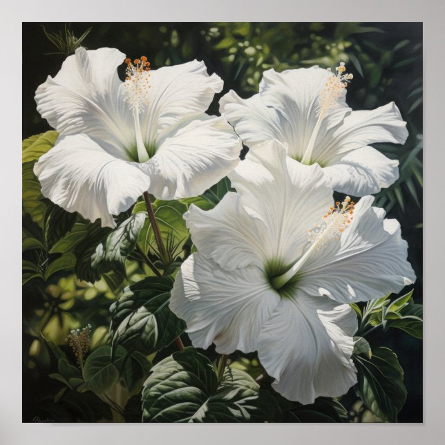 White Hibiscus Flower Art Print Poster (Front)