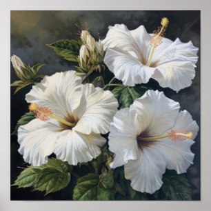 White Hibiscus Flower Art Print Poster