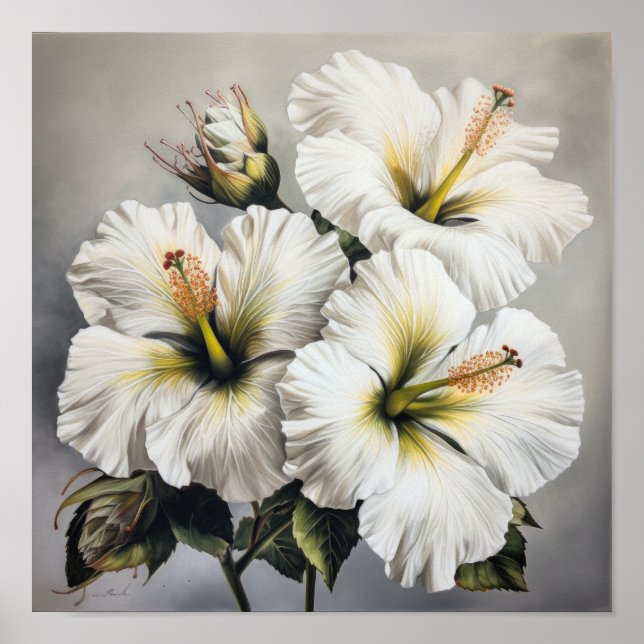 White Hibiscus Flower Art Print Poster (Front)
