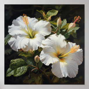 White Hibiscus Flower Art Print Poster