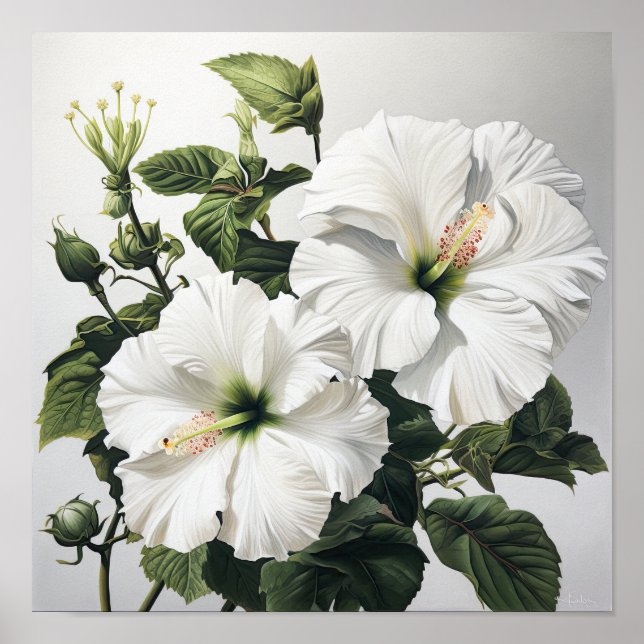 White Hibiscus Flower Art Print Poster (Front)