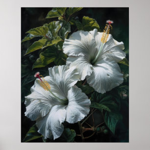 White Hibiscus Flowers Art Print Poster