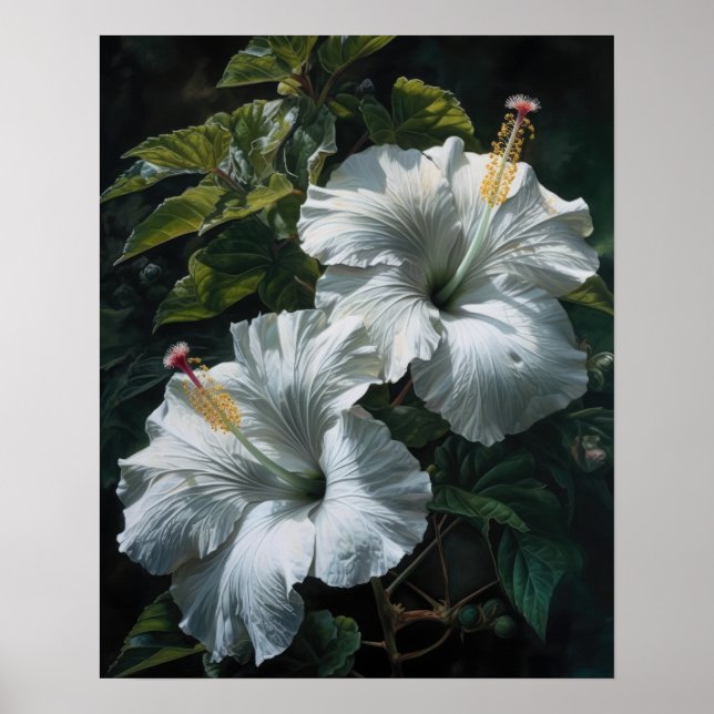 White Hibiscus Flowers Art Print Poster (Front)