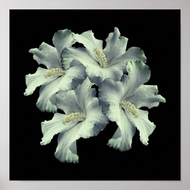 White Hibiscus Flowers Bouquet Poster (Front)