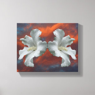 White Hibiscus Flowers On Dramatic Sky Canvas Print