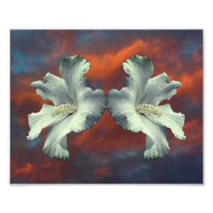 White Hibiscus Flowers On Dramatic Sky Photo Print