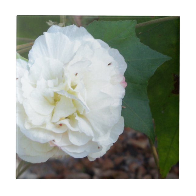 white hibiscus mutabilis flower tile (Front)