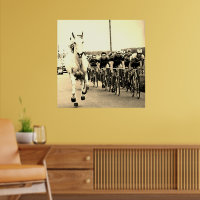 White Horse 1975 Tour De France Colour Redux