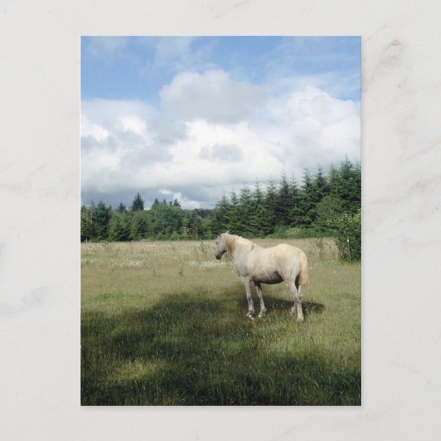 White Horse at Pasture Postcard (Front)
