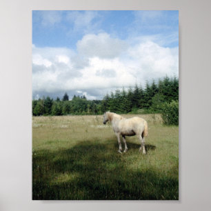 White Horse at Pasture Poster