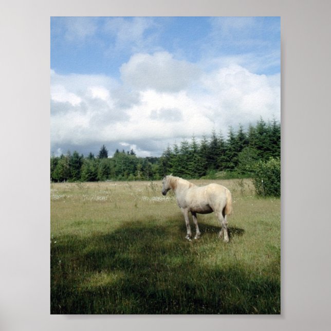 White Horse at Pasture Poster (Front)