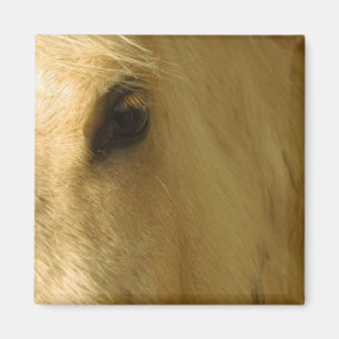White Horse Closeup Magnet