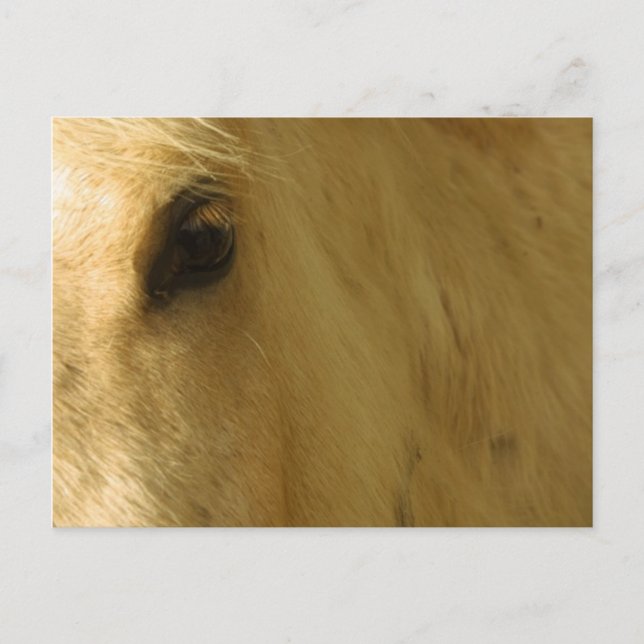 White Horse Closeup Postcard (Front)