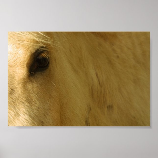 White Horse Closeup Poster (Front)