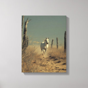 White Horse Dusty Desert Path Art Canvas Print