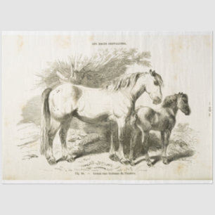 White Horse Foal Ephemera Decoupage Vintage French Tissue Paper