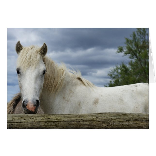 White Horse | France (Front Horizontal)