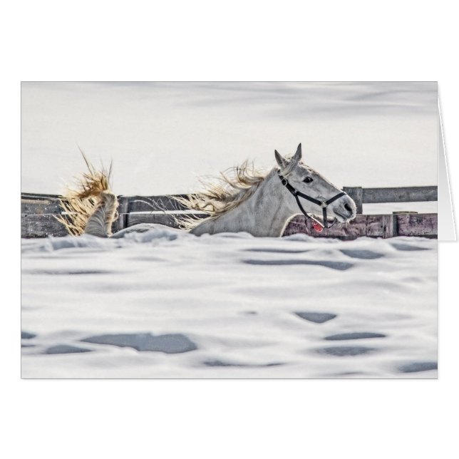 White Horse Galloping In Snow (Front Horizontal)