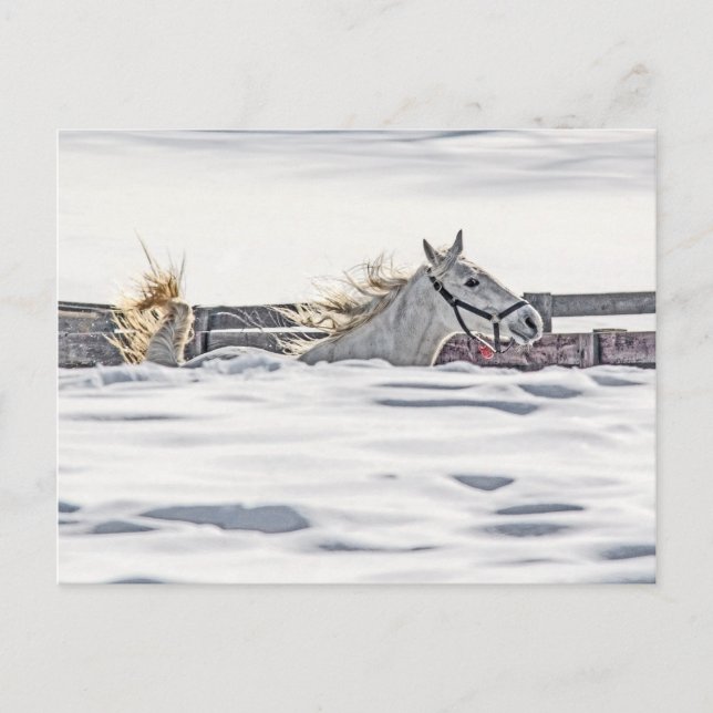 White Horse Galloping In Snow Postcard (Front)