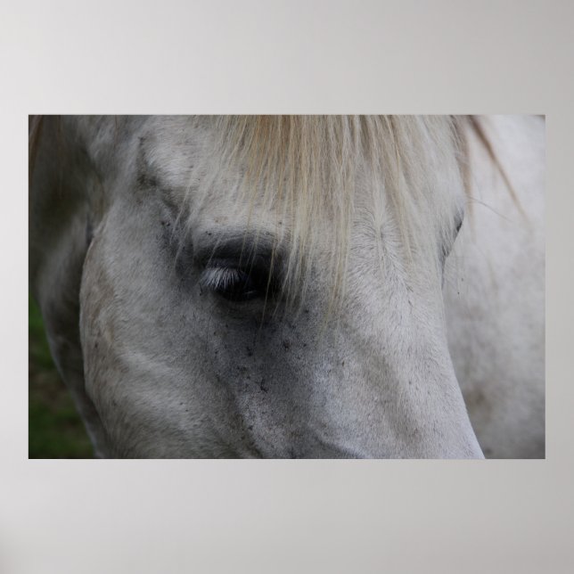 White Horse Gaze of Wisdom - Poster (Front)