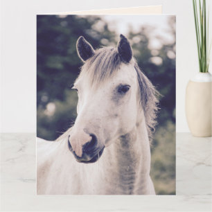 WHITE HORSE GET WELL SOON Greeting Cards