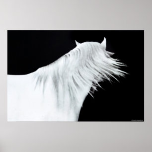 White Horse Head Poster