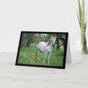White Horse in Grass Field Card