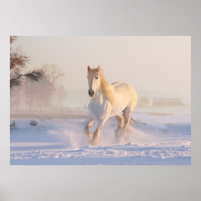 white horse in snow poster (Front)