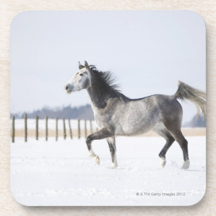 white horse in winter coaster