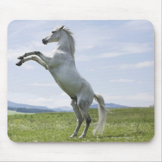 white horse jumping on meadow mouse pad