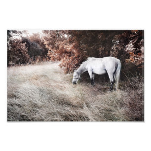 White Horse Photo Print