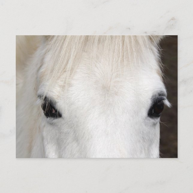 White Horse Portrait Postcard (Front)