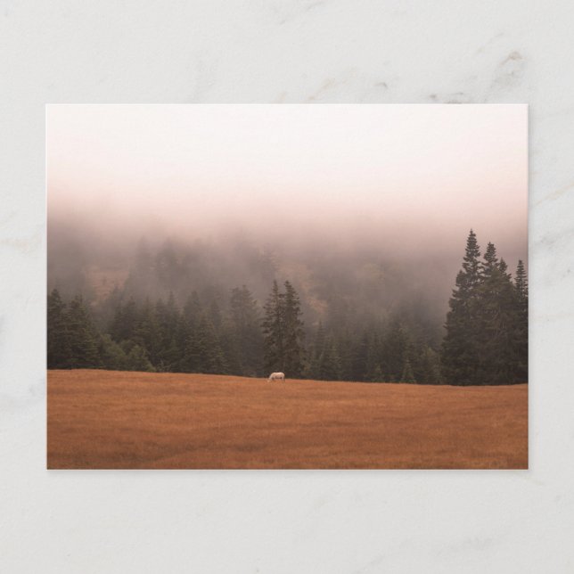 White Horse Postcard (Front)