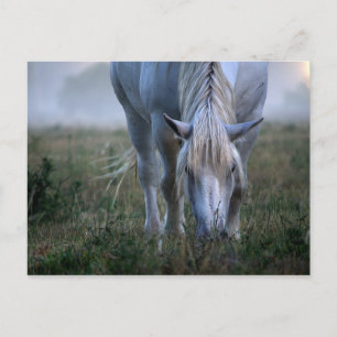 White Horse Postcard