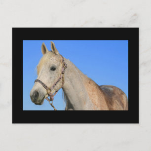 White Horse Postcard