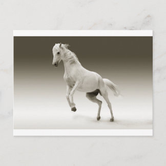 white horse postcard