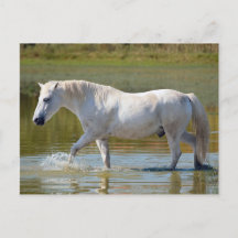 WHITE HORSE