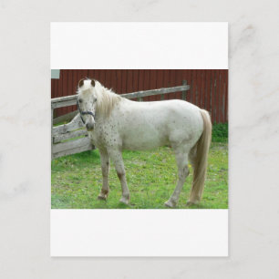 White Horse Postcard
