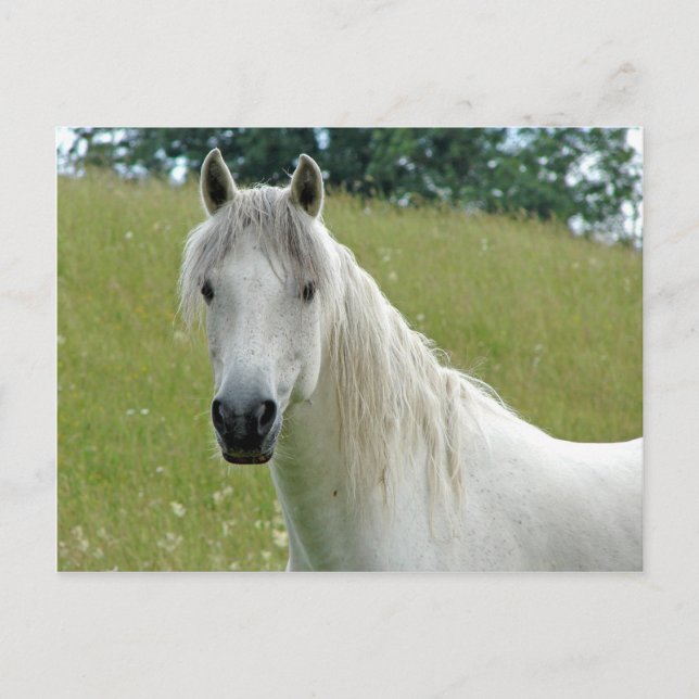White Horse Postcard (Front)