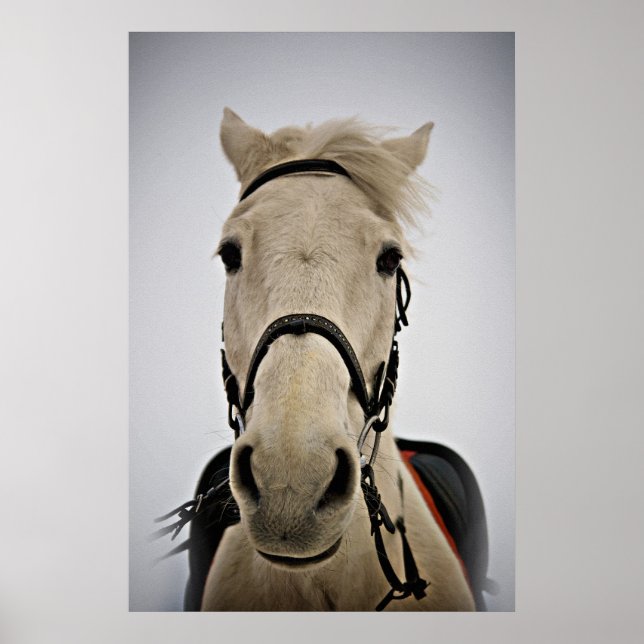White Horse Poster (Front)