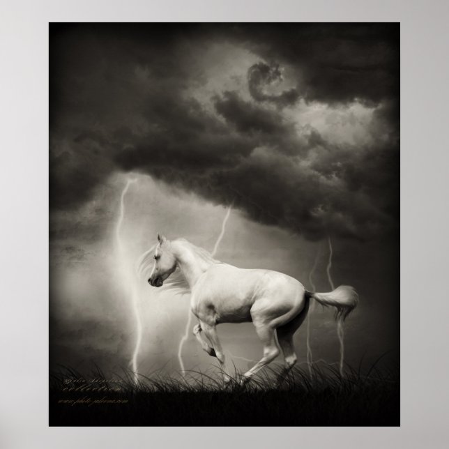 White horse poster (Front)