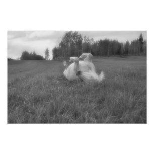 White Horse Rolling in Pasture Equine B&W Photo 2 Poster
