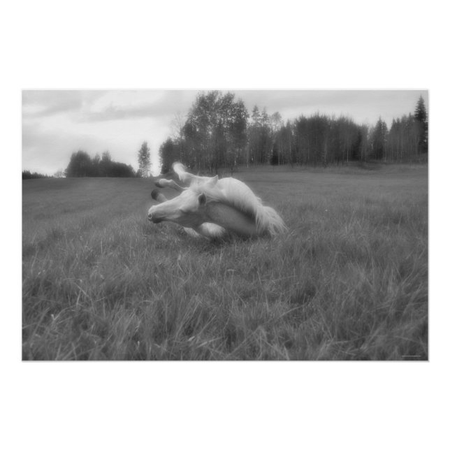 White Horse Rolling in Pasture Equine B&W Photo Poster (Front)