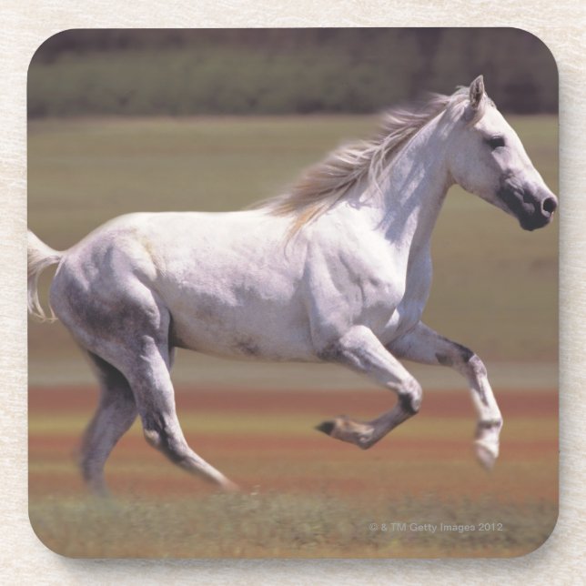 White horse running in field coaster (Front)