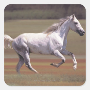 White horse running in field square sticker