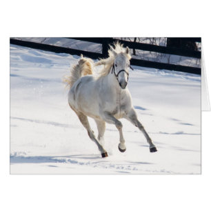 White Horse Running In Snow